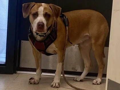 An adult large-sized female Pit Bull Terrier dog named Snuggles for adoption in Burlington, WA