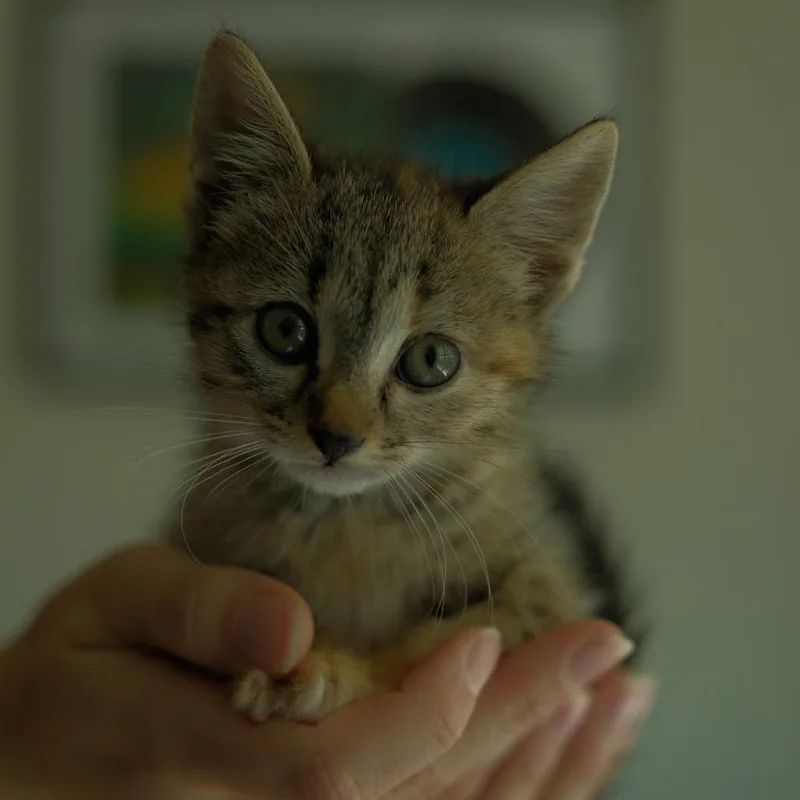 A baby small-sized female Brown / Chocolate Domestic Short Hair cat named Fuji for adoption in Charlotte, NC