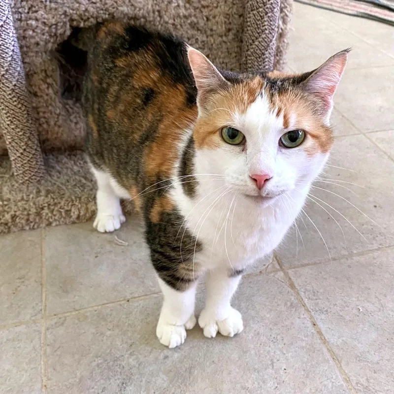 A senior small-sized female Calico Domestic Short Hair cat named Consuela for adoption in Green Bay, WI
