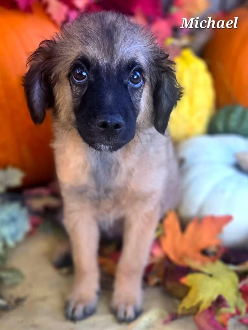A baby medium-sized male Border Collie dog named Michael for adoption in University Place, WA
