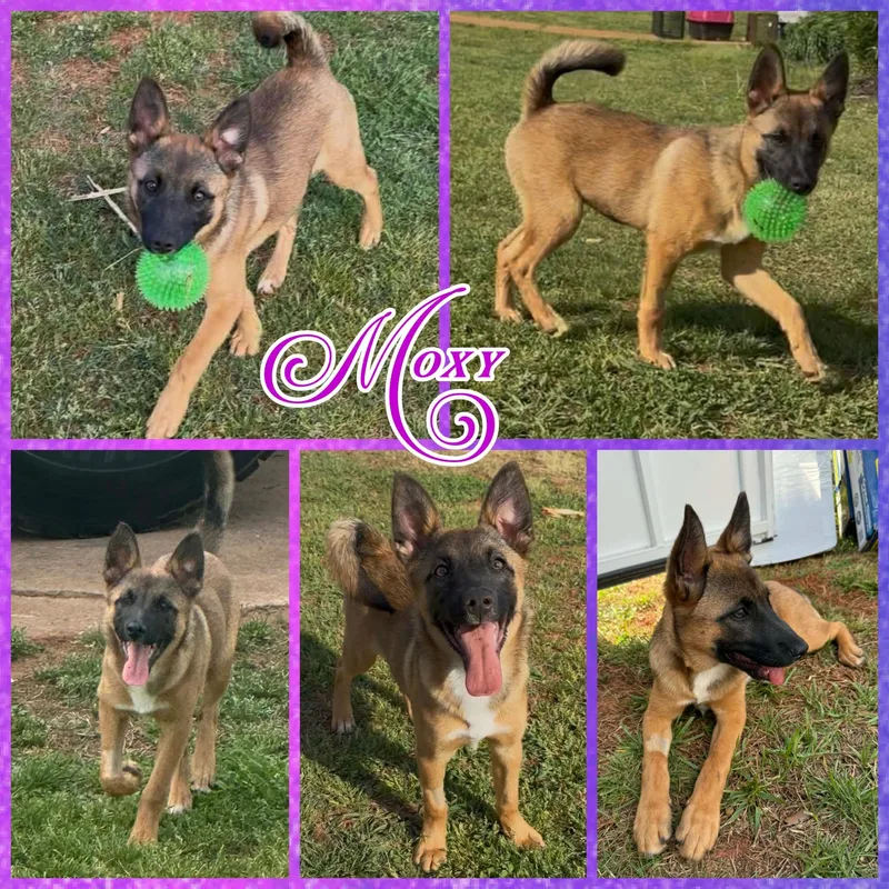 A baby medium-sized female Black Belgian Shepherd / Malinois dog named Moxy for adoption in Blacksburg, SC