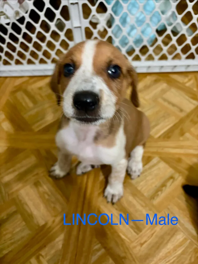 A baby medium-sized male Hound dog named Aussie Hound Mix Puppy for adoption in Media, PA