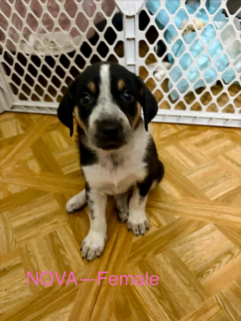 Aussie Hound Mix Puppy thumbnail 2