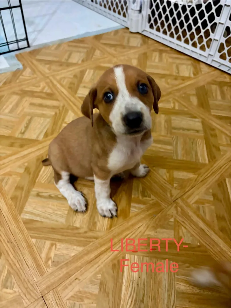 Aussie Hound Mix Puppy thumbnail 3