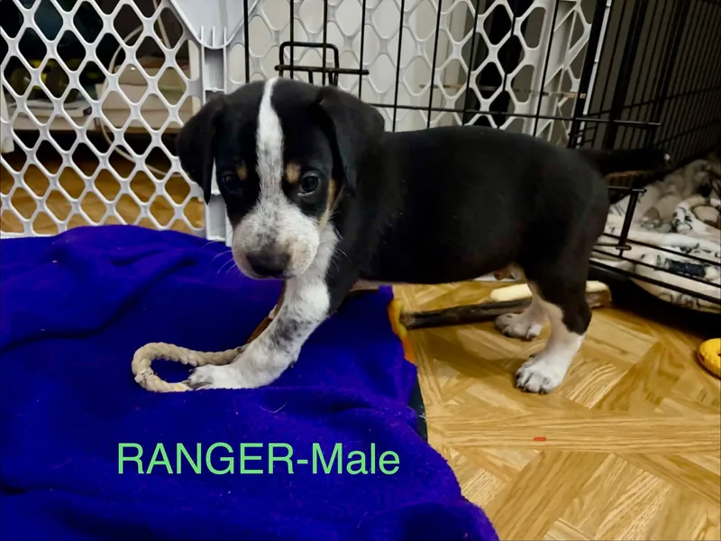 Aussie Hound Mix Puppy thumbnail 4