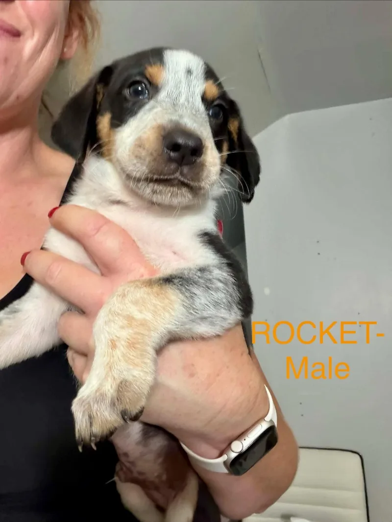 Aussie Hound Mix Puppy thumbnail 5