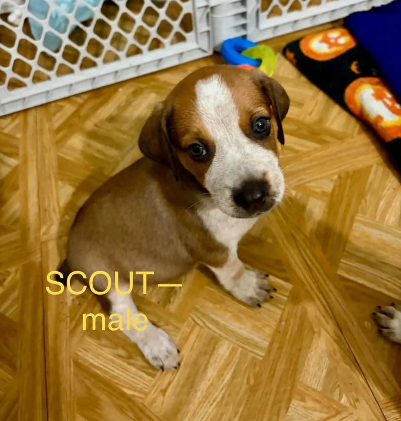 Aussie Hound Mix Puppy thumbnail 6