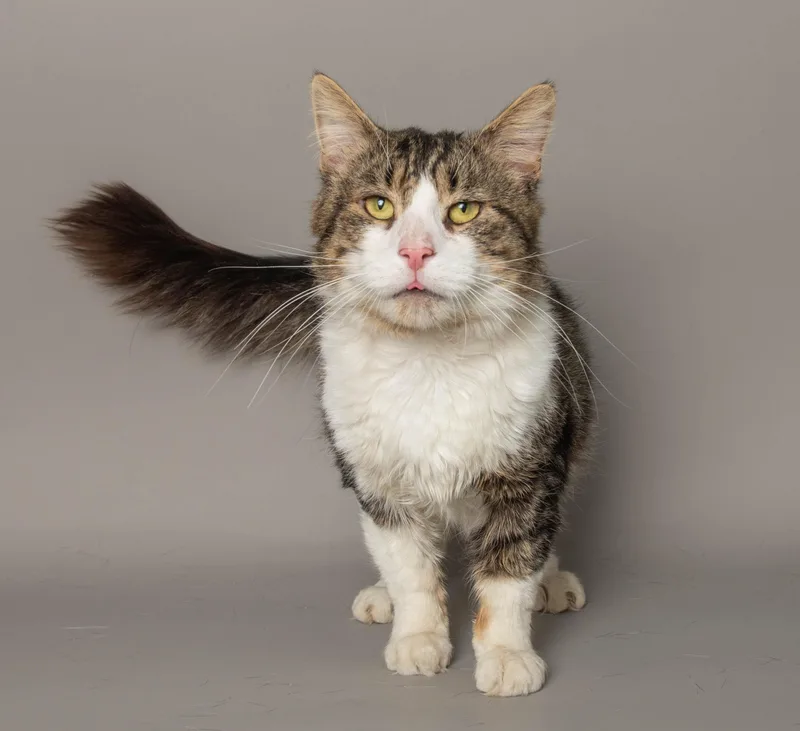 An adult medium-sized male Tabby (Brown / Chocolate) Domestic Short Hair cat named Tony Stark for adoption in Wyandotte, MI