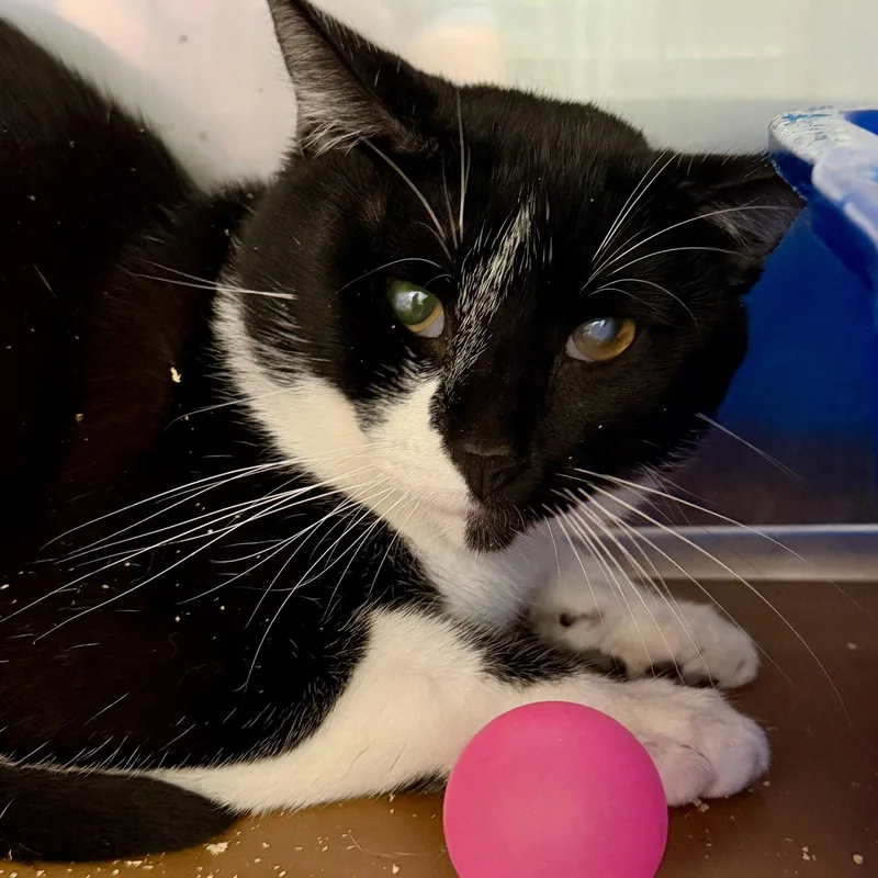 A young large-sized male Black Domestic Short Hair cat named Jabarkus for adoption in Oakland, CA