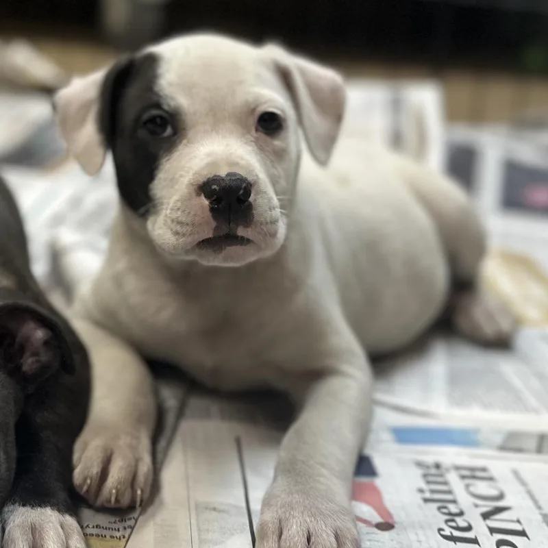 A baby small-sized female White / Cream Mixed Breed dog named California for adoption in Gadsden, AL