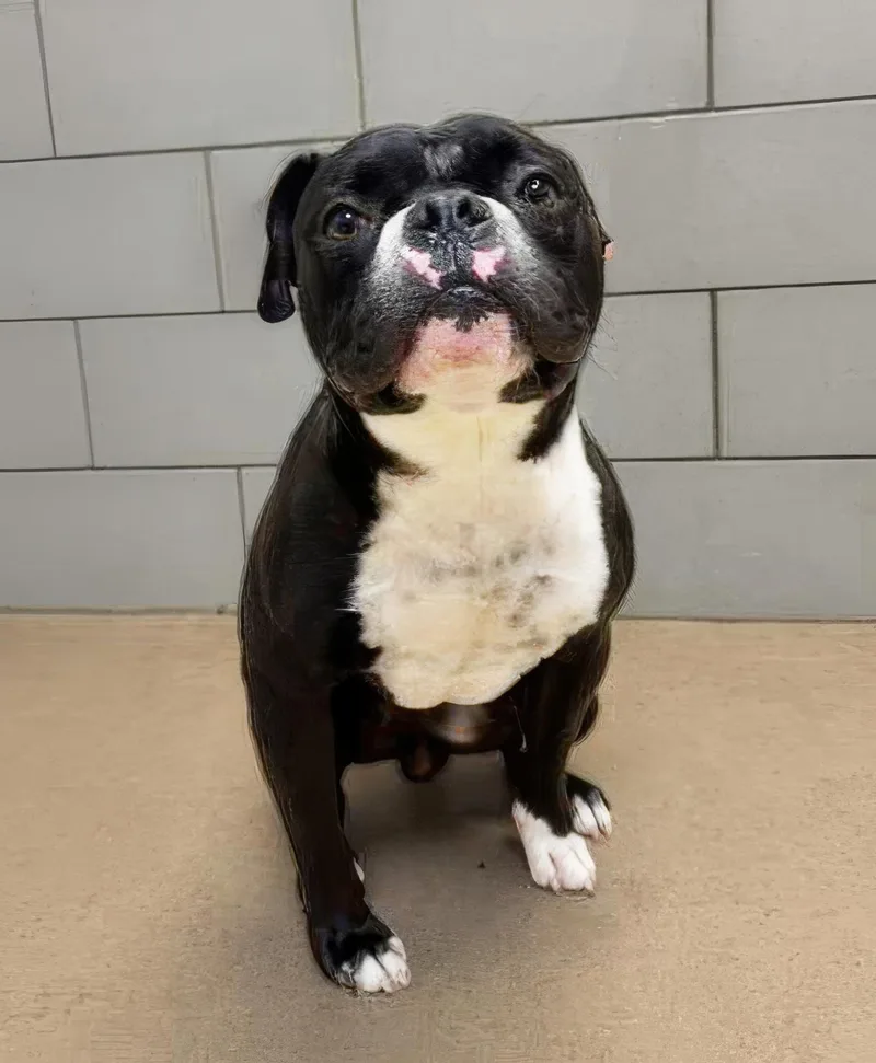An adult medium-sized male Black Mixed Breed dog named Orion for adoption in Nashville, TN