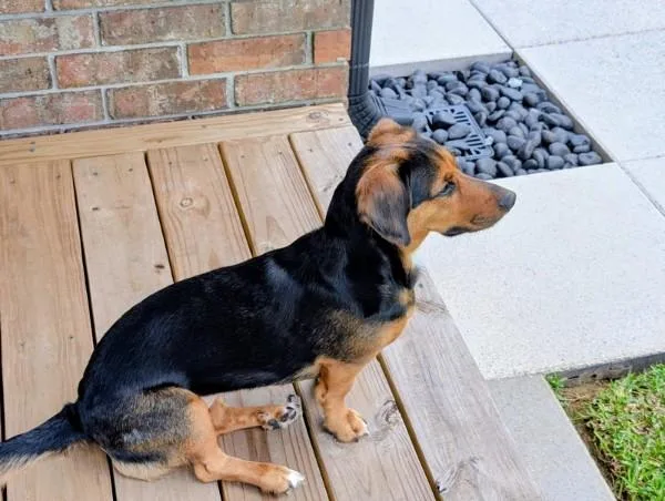 A young small-sized female Bicolor Beagle dog named Bj for adoption in Kenner, LA