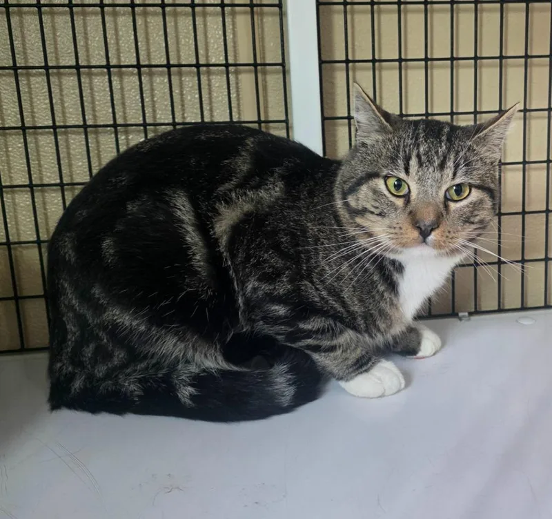 An adult small-sized male Domestic Short Hair cat named Stray tabby for adoption in Green River, WY
