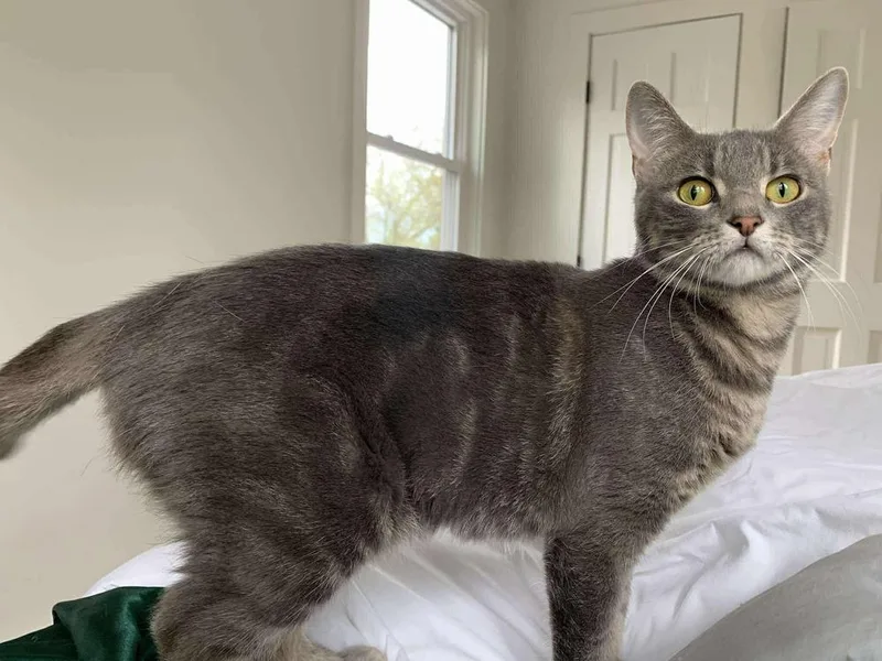 A young medium-sized female Domestic Short Hair cat named Sheba for adoption in Chicago, IL