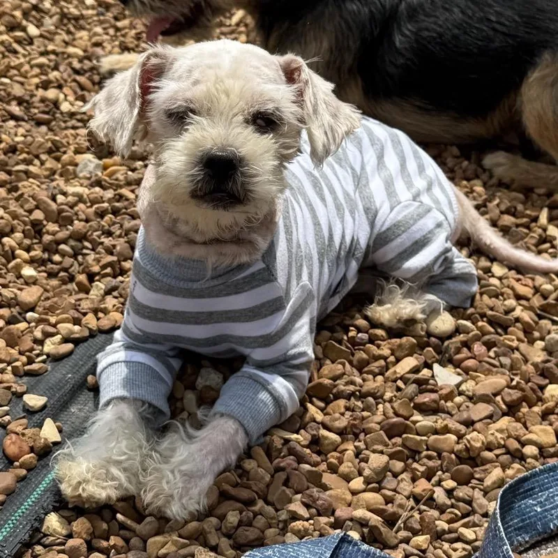 A senior small-sized female Shih Tzu dog named Frannie for adoption in Southside, TN