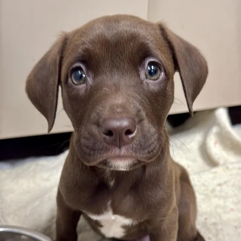 A baby small-sized male Brown / Chocolate Pit Bull Terrier dog named John A for adoption in Mission Hills, CA