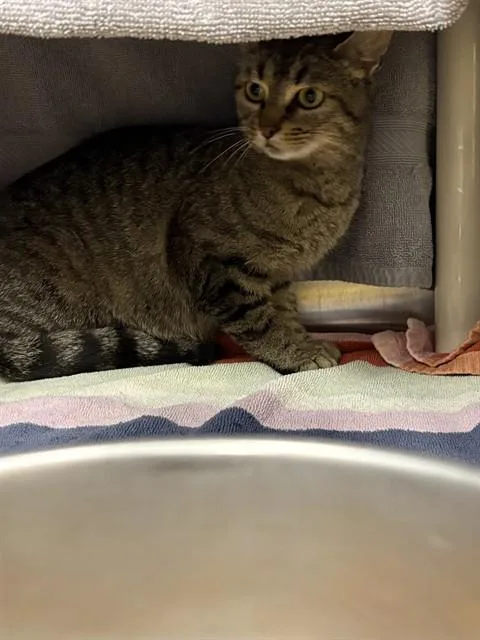 A young medium-sized female Domestic Short Hair cat named Lady Flash for adoption in Huntsville, AL