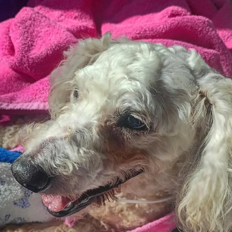 A senior medium-sized female Poodle dog named Marinda for adoption in Houston, TX