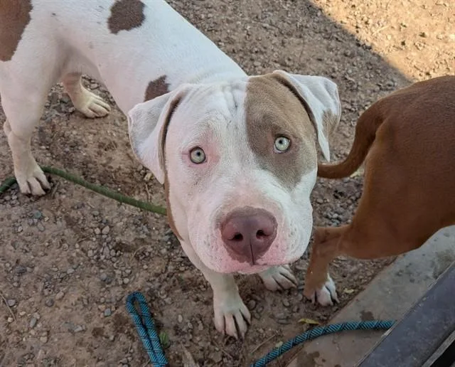 A young large-sized male Pit Bull Terrier dog named Domo for adoption in Phoenix, AZ