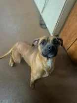An adult medium-sized female Yellow / Tan / Blond / Fawn Boxer dog named Lizzie Bee for adoption in Winfield, KS