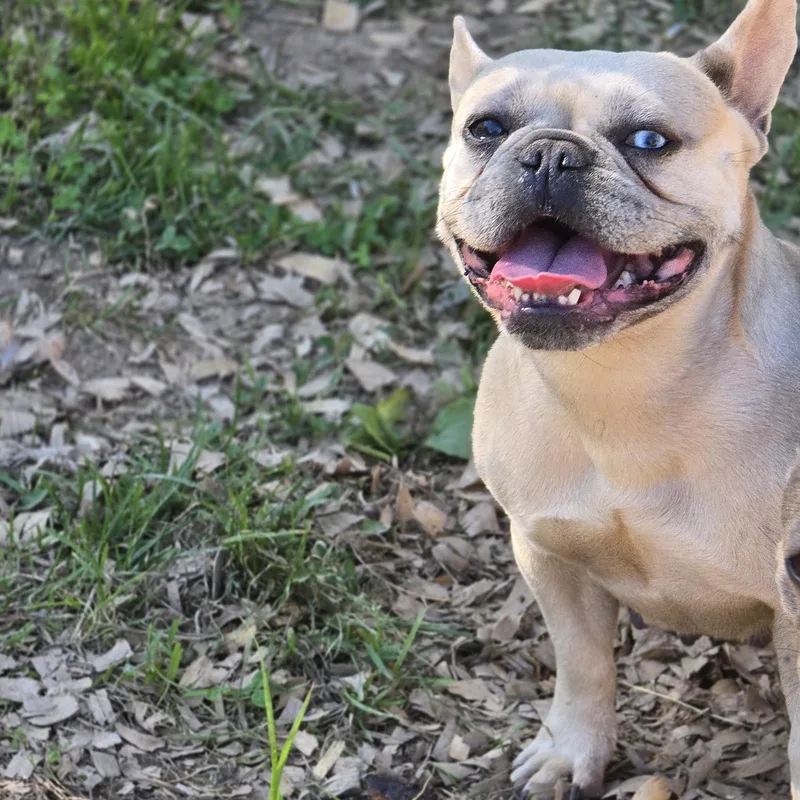 An adult small-sized female Yellow / Tan / Blond / Fawn French Bulldog dog named Paige for adoption in Zaleski, OH