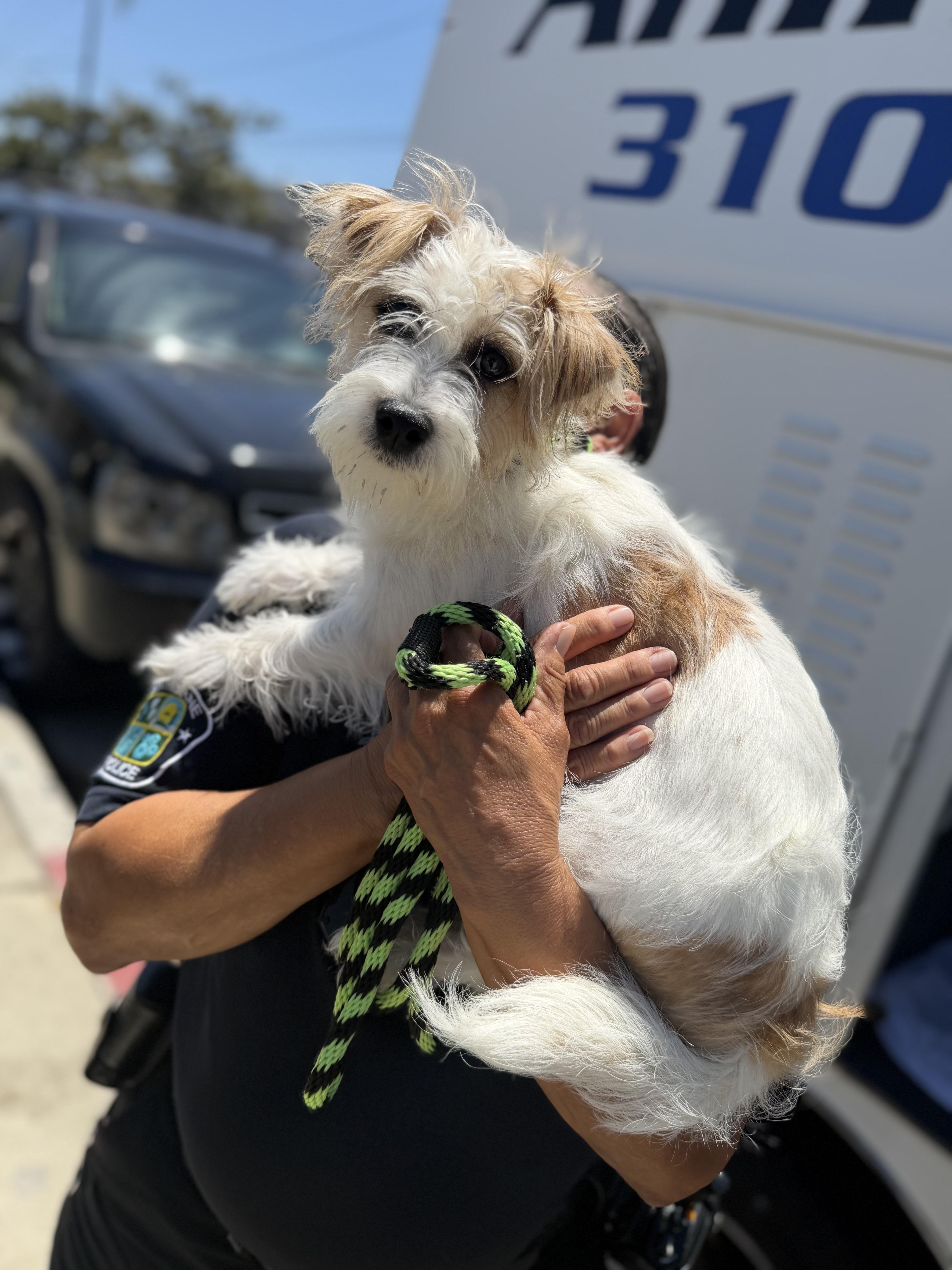 A baby small-sized male White / Cream Terrier dog named Milo Coh for adoption in Inglewood, CA