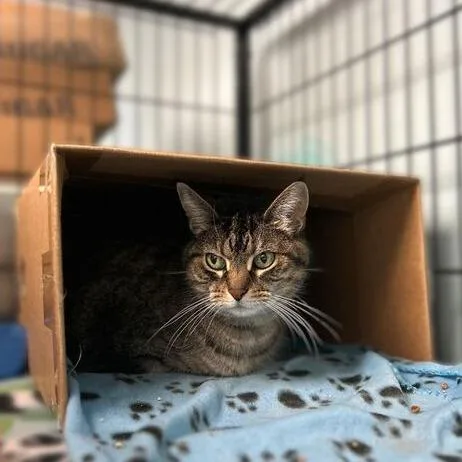 A senior medium-sized female Brown / Chocolate Domestic Short Hair cat named Mia Mia On The for adoption in Davenport, IA