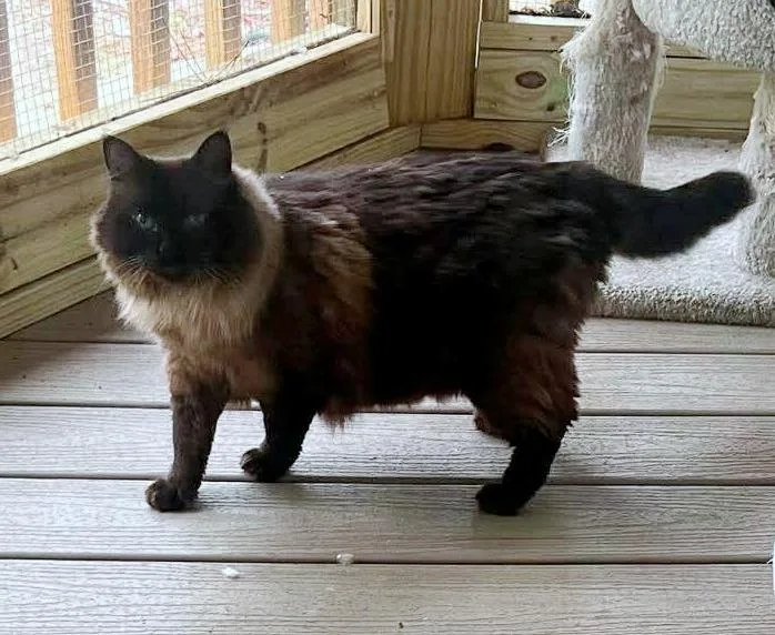 An adult medium-sized male Himalayan cat named Conrad for adoption in Hoover , AL