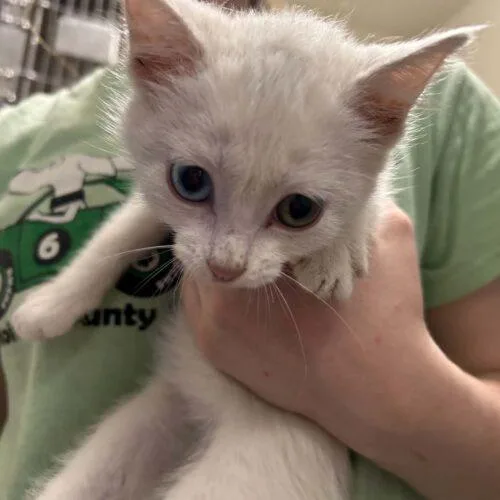 A baby small-sized female White Domestic Short Hair cat named Huda for adoption in Burlington, IA
