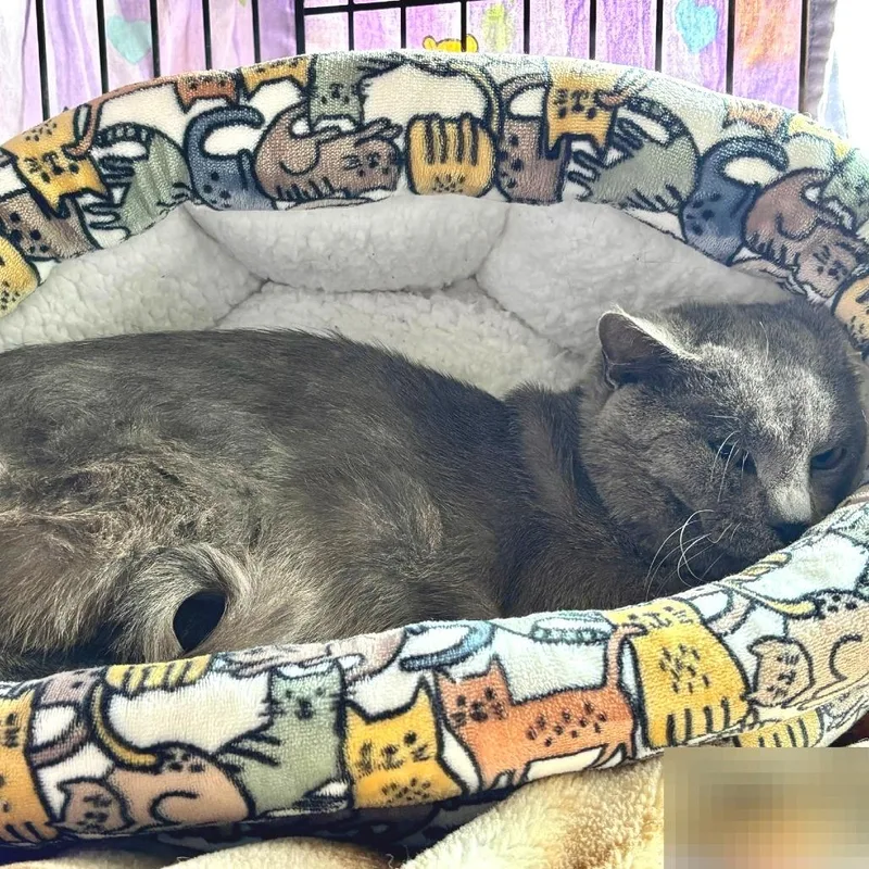 An adult small-sized male Gray / Blue / Silver Domestic Short Hair cat named Grover for adoption in Austin, TX