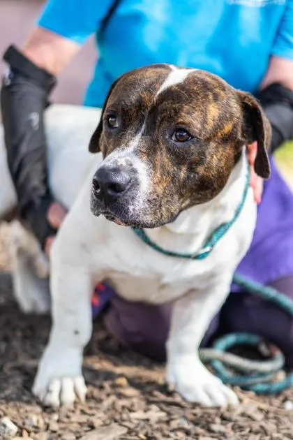 An adult large-sized male Mixed Breed dog named Stork for adoption in Chamblee, GA