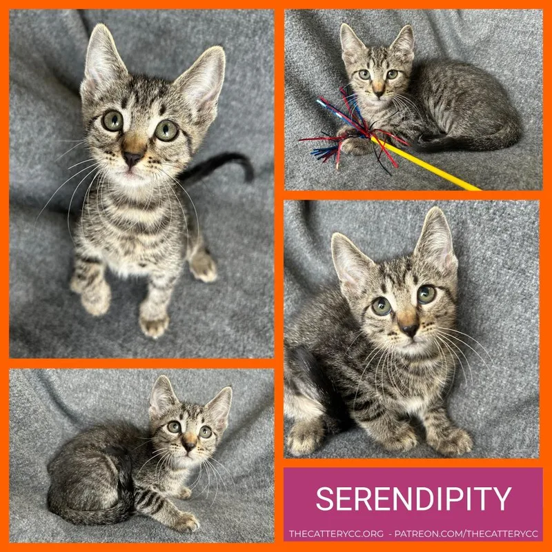 A baby small-sized female Domestic Short Hair cat named Serendipity for adoption in Corpus Christi, TX