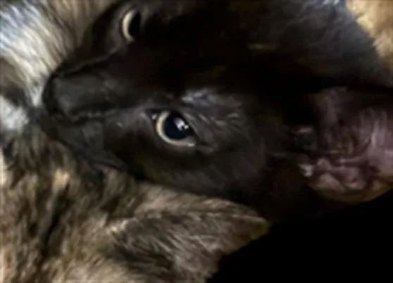 A baby small-sized male Domestic Short Hair cat named Neo for adoption in Chatsworth, CA