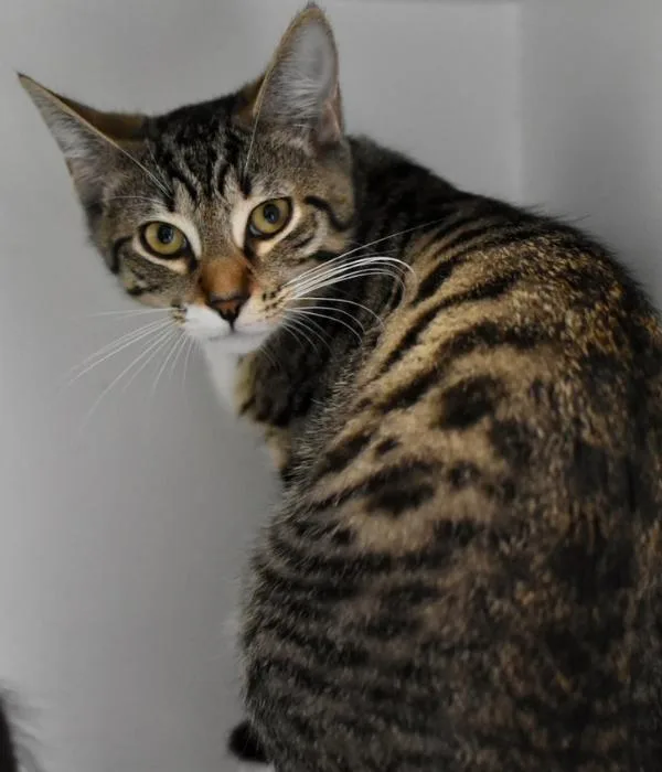 An adult medium-sized female Tabby (Brown / Chocolate) Domestic Short Hair cat named Prue for adoption in Marietta, GA