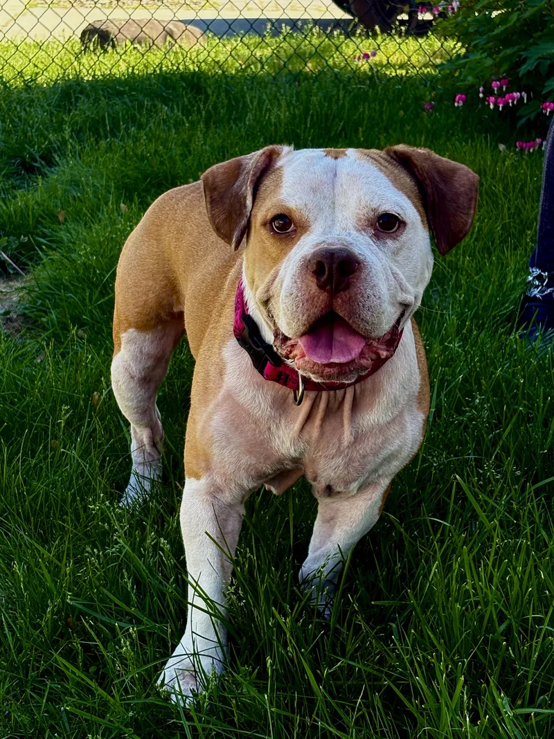 An adult medium-sized female American Staffordshire Terrier dog named Dutchess for adoption in Latham, NY
