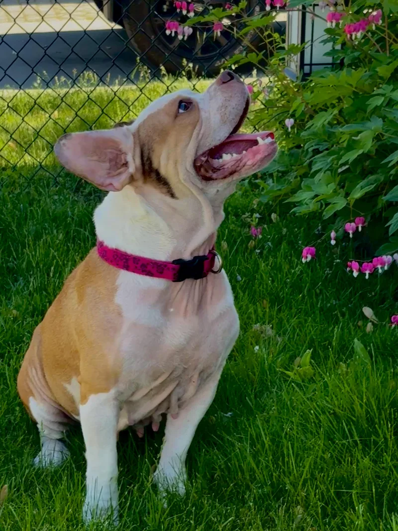 Dutchess thumbnail 4