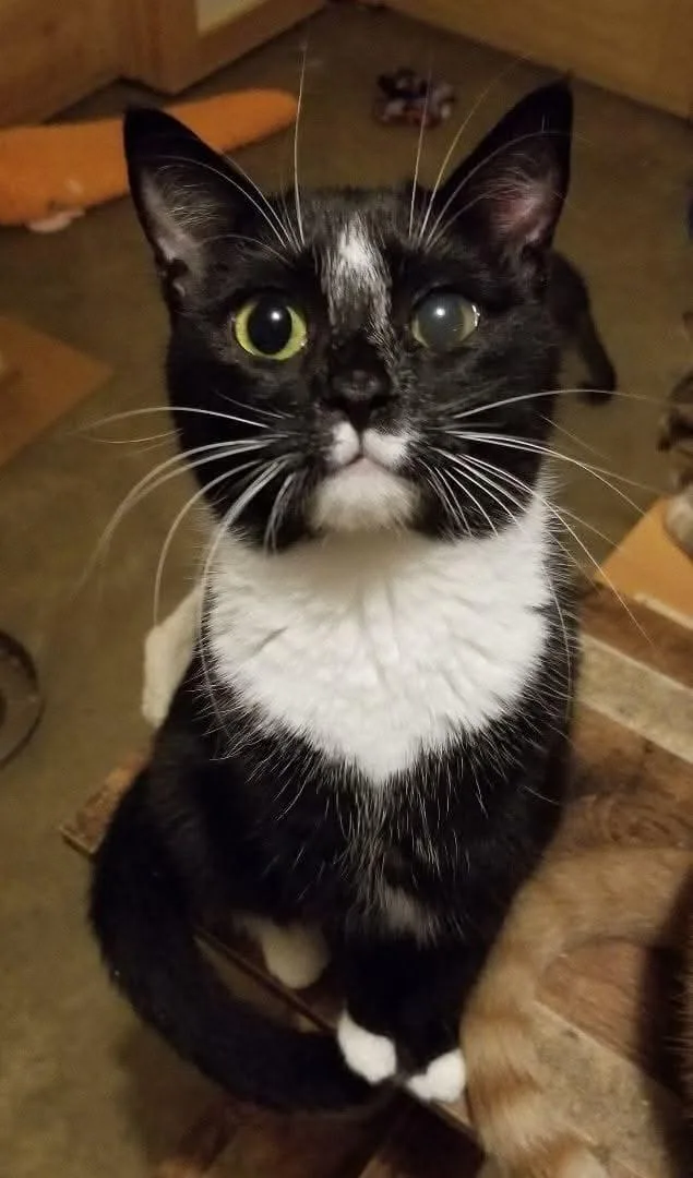 An adult medium-sized female Black & White / Tuxedo Domestic Short Hair cat named Brownie May for adoption in Ellijay, GA