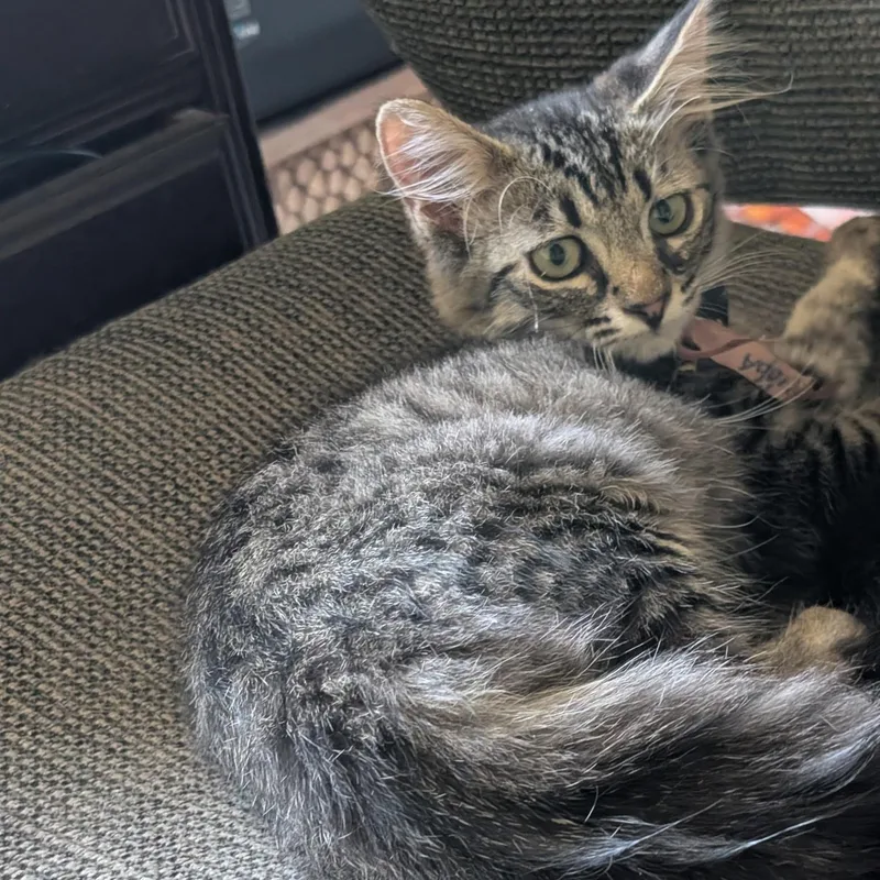 A young medium-sized female Tabby (Brown / Chocolate) Tabby cat named Addison  Seeking Sunshine for adoption in Fountain Valley, CA