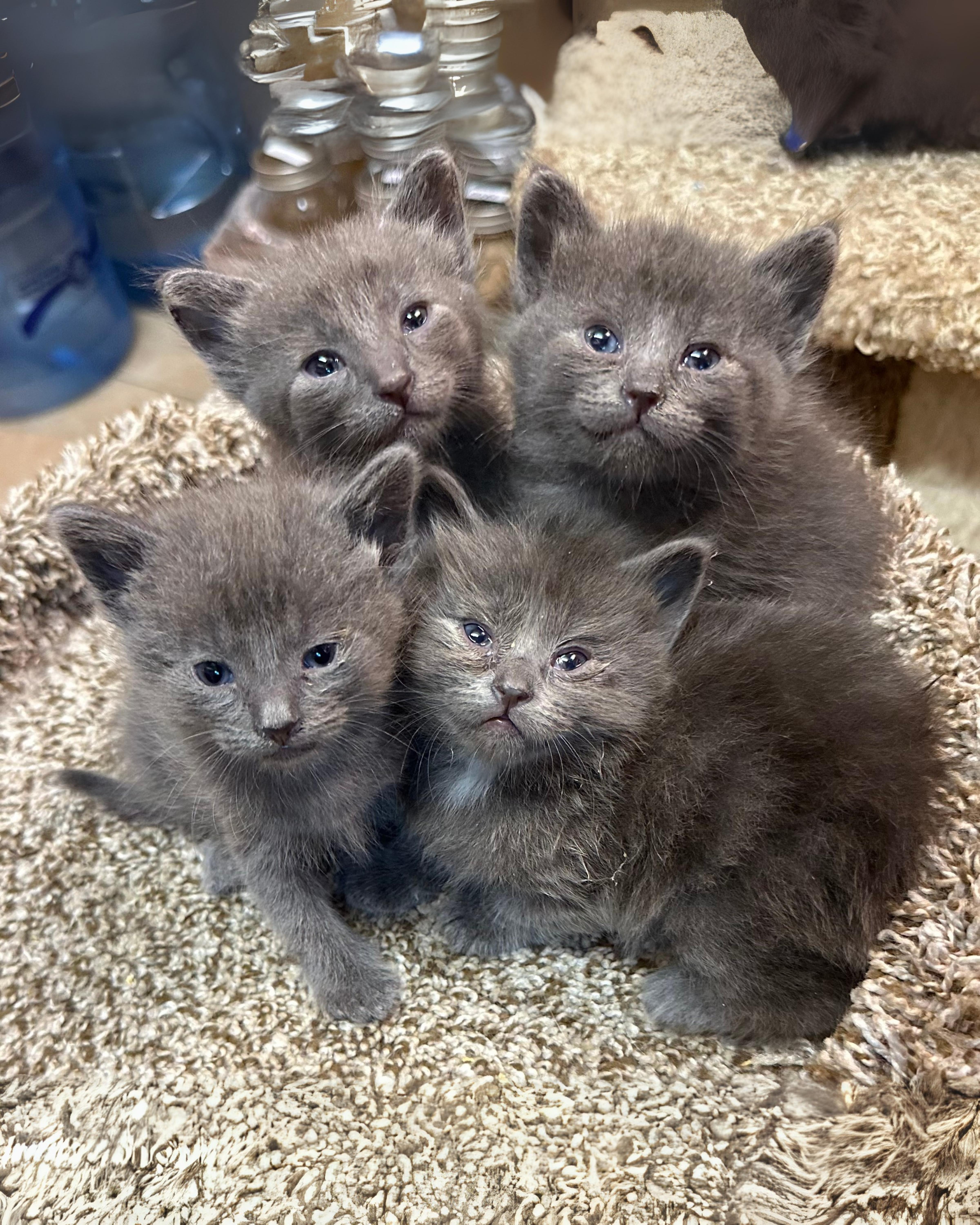 Macy Gray thumbnail 2