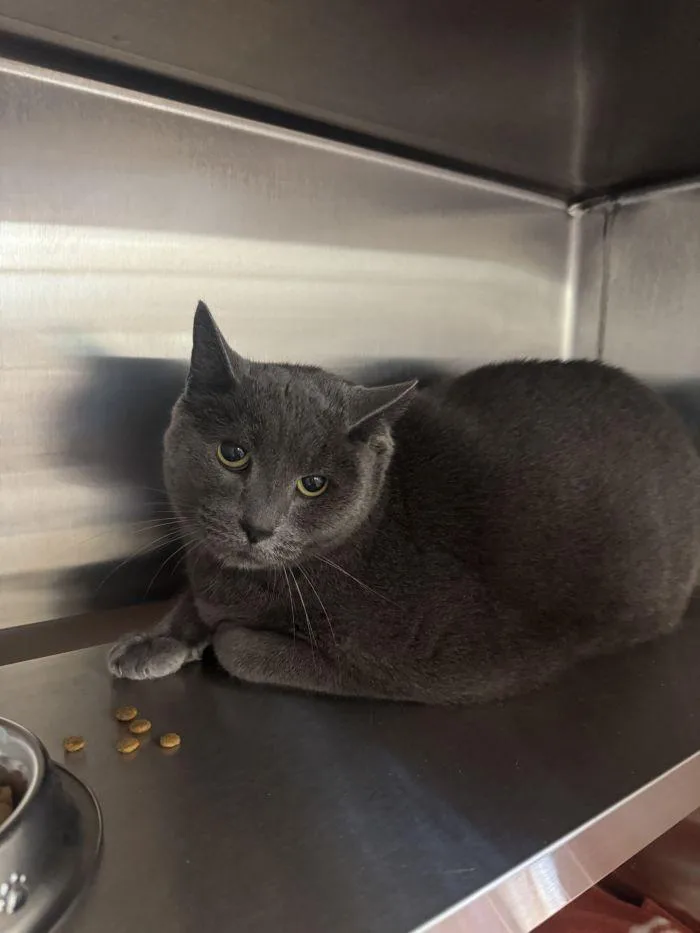 An adult large-sized male Gray / Blue / Silver Domestic Short Hair cat named Bruce for adoption in Hilton Head Island, SC