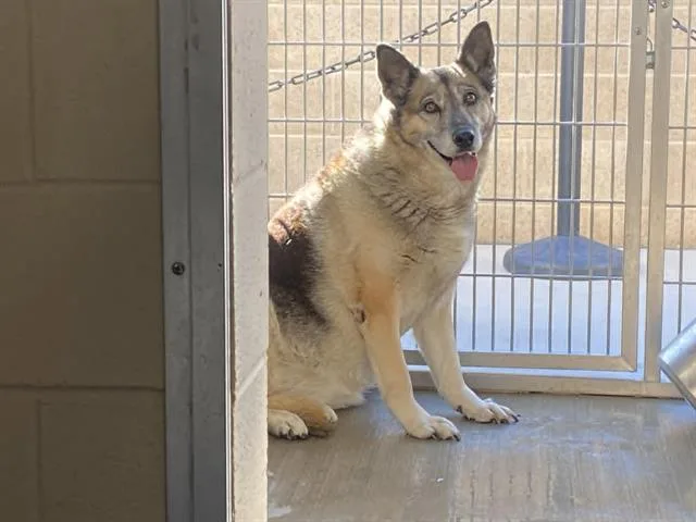An adult extra large-sized female German Shepherd Dog dog named Bubbles for adoption in Tustin, CA