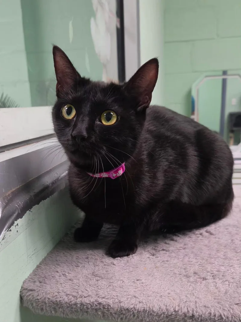 An adult medium-sized female Black Domestic Short Hair cat named Lydia for adoption in Oviedo, FL