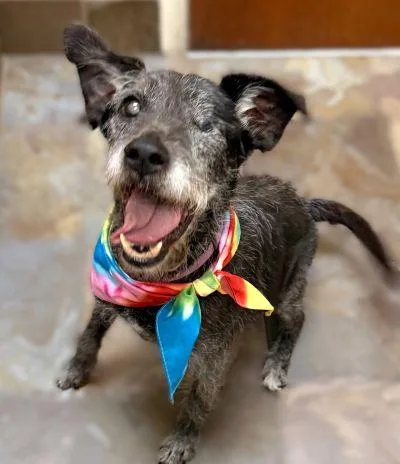 A senior medium-sized female Schnauzer dog named Bella for adoption in Arlington, VA