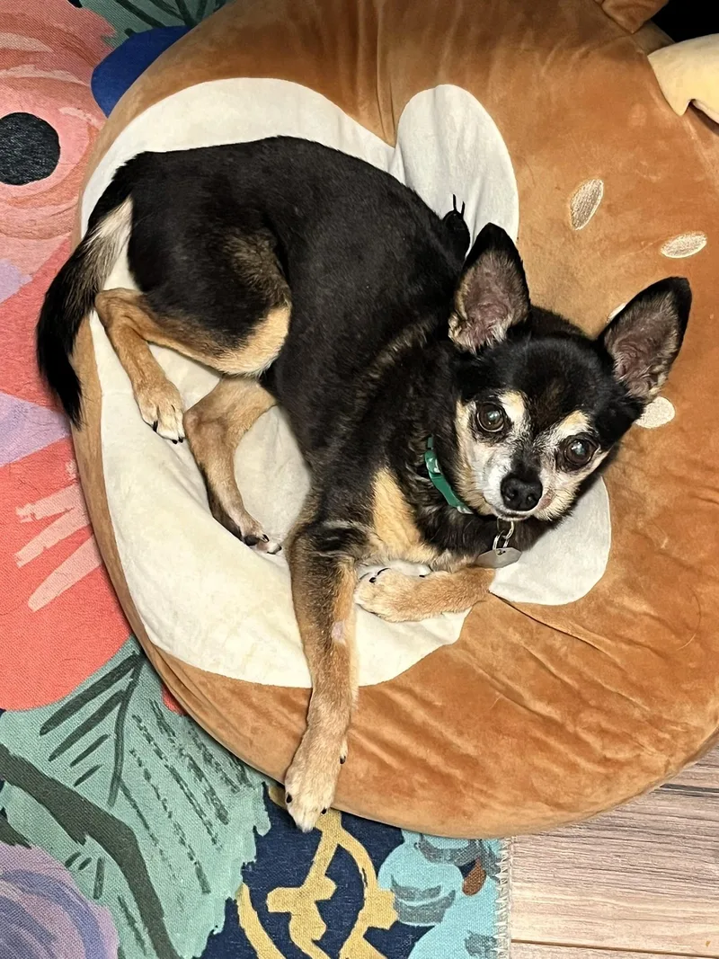 King Julien thumbnail 3