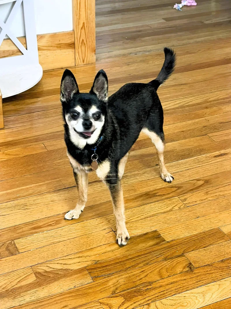 King Julien thumbnail 6