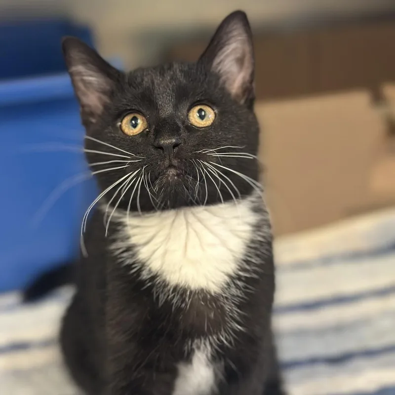A baby medium-sized female Black & White / Tuxedo Domestic Short Hair cat named Biscuit for adoption in Columbus, OH