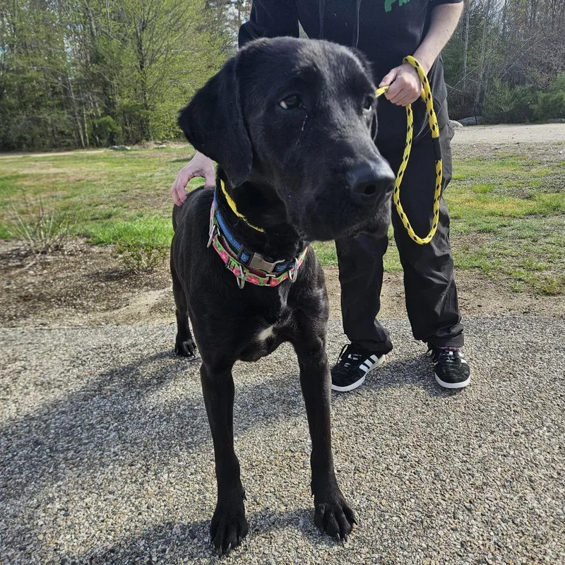 An adult large-sized female Black Mixed Breed dog named Tarot for adoption in Conway, NH