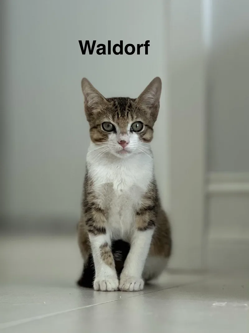 A baby medium-sized male Brown / Chocolate Domestic Short Hair cat named Waldorf for adoption in Homestead, FL