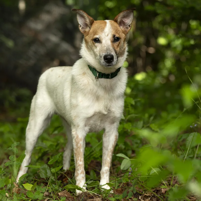 A young medium-sized male Australian Cattle Dog / Blue Heeler dog named Max for adoption in Hempstead, NY