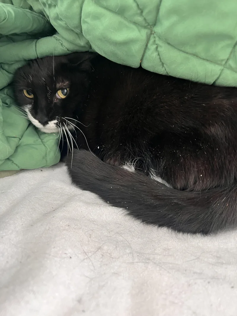An adult large-sized female Black & White / Tuxedo Domestic Short Hair cat named Sneekers for adoption in Albany, NY
